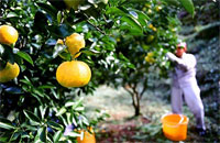 �㏟���̂䂱��